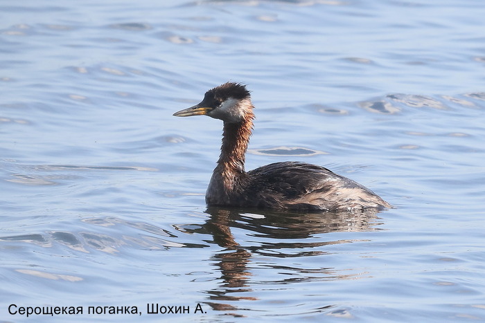 Серощекая поганка, Шохин А.