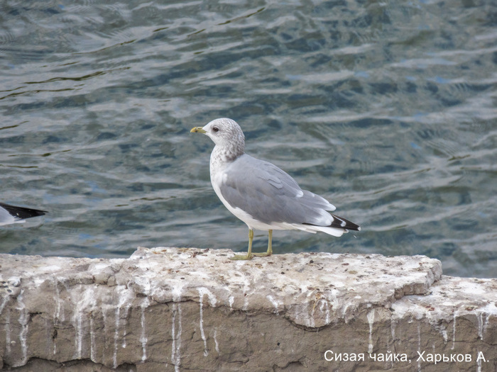 Сизая чайка, Харьков А.