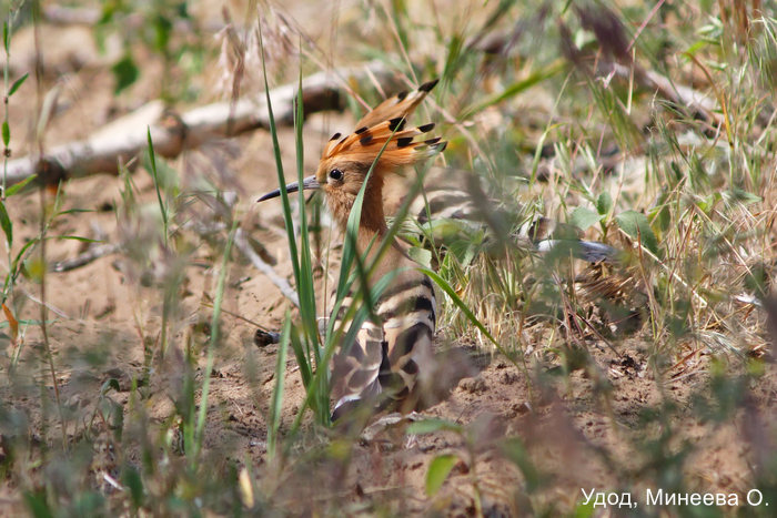 Удод, Минеева О.
