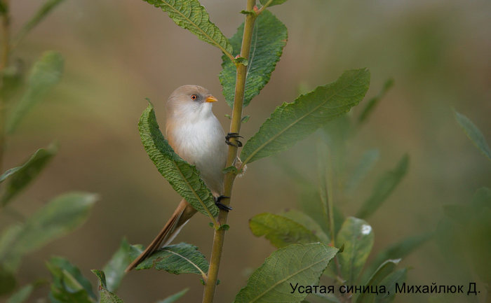 Усатая синица, Михайлюк Д (3)