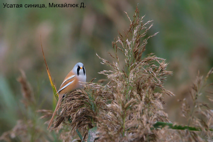 Усатая синица, Михайлюк Д. (4)