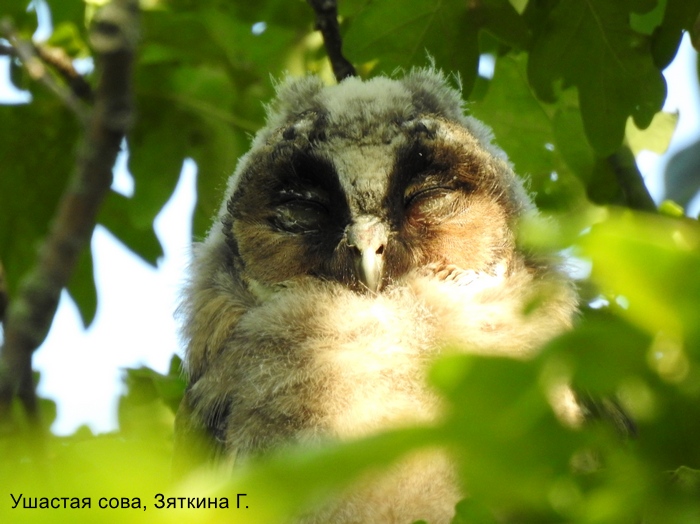 Ушастая сова, Зяткина Г (2)
