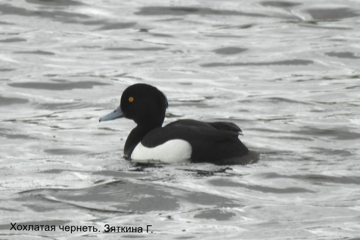 Хохлатая чернеть