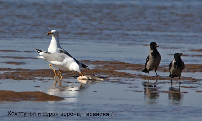Хохотунья и серая ворона, Гаранина Л.