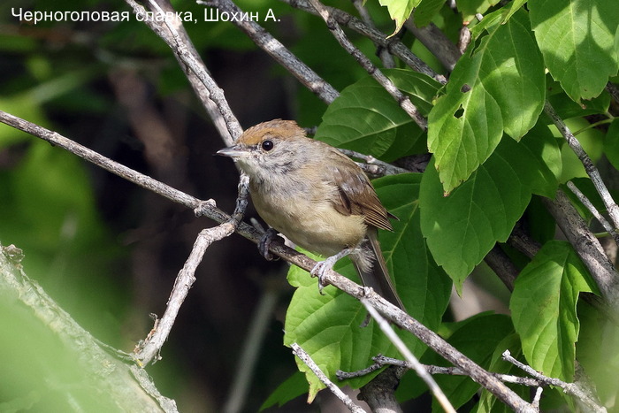 Черноголовая славка, Шохин А.