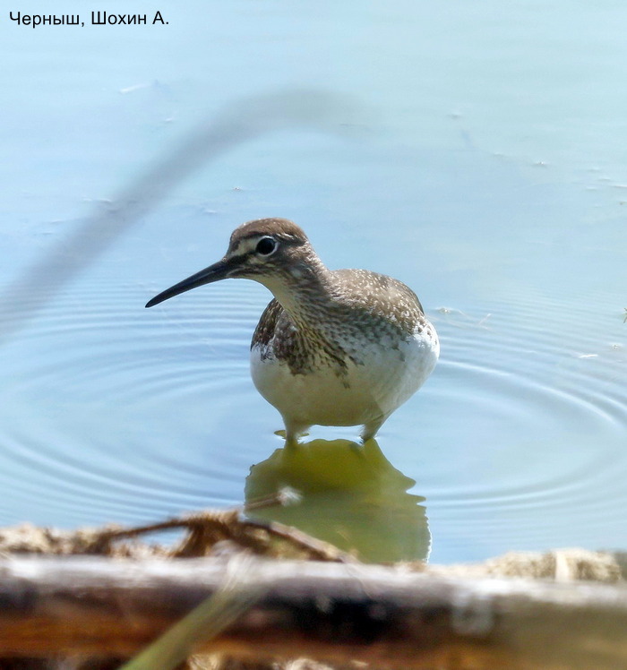 Черныш, Шохин А.