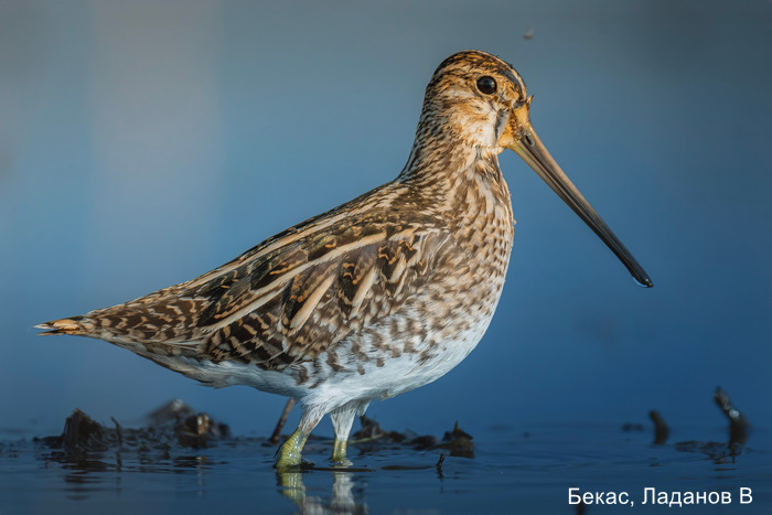 Бекас, Ладанов В (1)