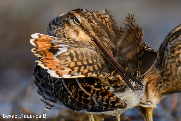 Бекас, Ладанов В (2)