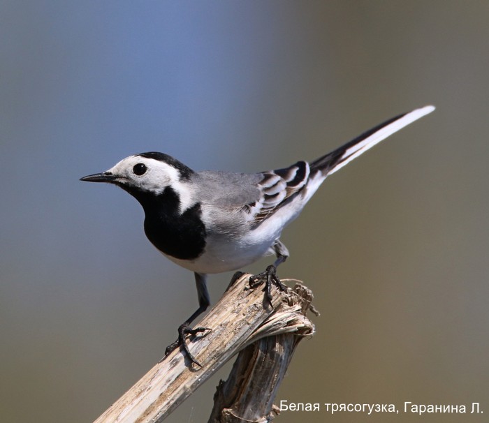 Белая трясогузка, Гаранина Л.