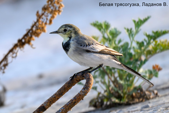Белая трясогузка, Ладанов В.