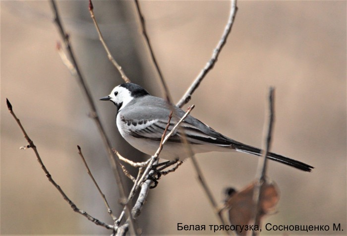 Белая трясогузка, Сосновщенко М.