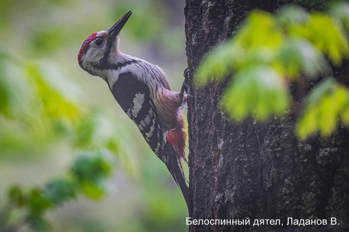 Белоспинный дятел, Ладанов В.