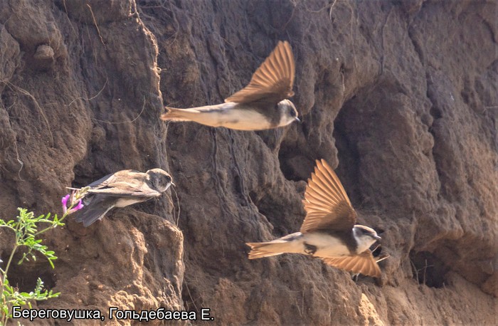 Береговушка, Гольдебаева Е.