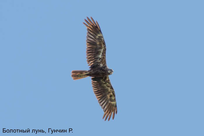 Болотный лунь, Гунчин Р.