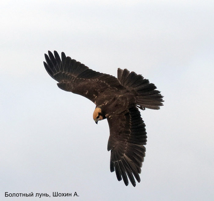 Болотный лунь, Шохин А.