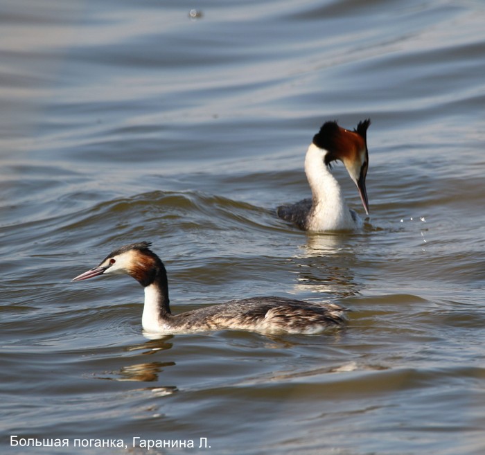 Большая поганка, Гаранина Л.