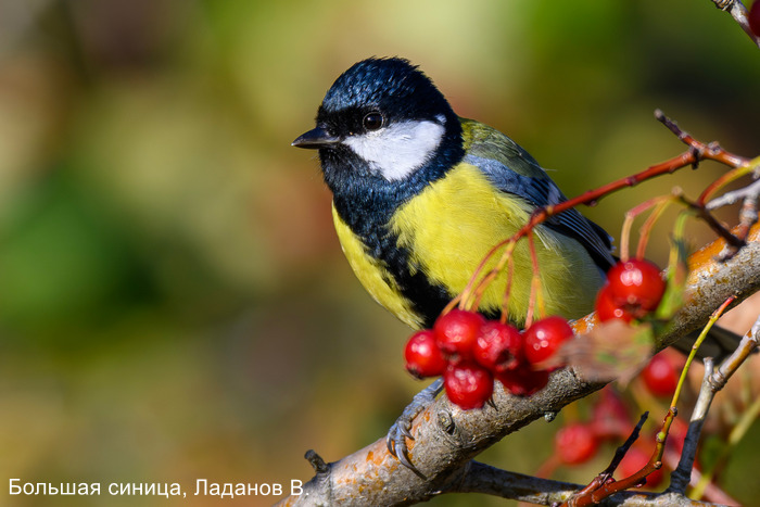 Большая синица, Ладанов В.