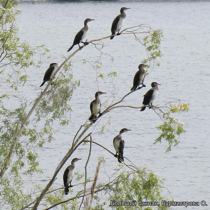 Большой баклан, Бурмистрова О. Номинация старые фото