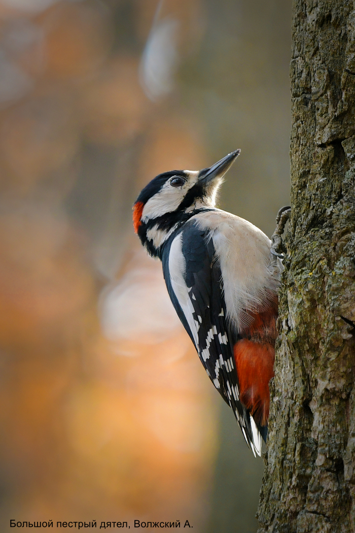 Большой пестрый дятел, Волжский А.