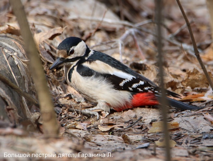 Большой пестрый дятел, Гаранина Л.