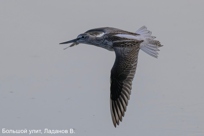 Большой улит, Ладанов В.