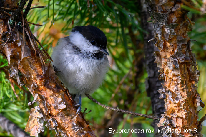 Буроголовая гаичка, Ладанов В.
