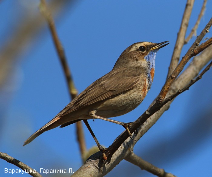 Варакушка, Гаранина Л.