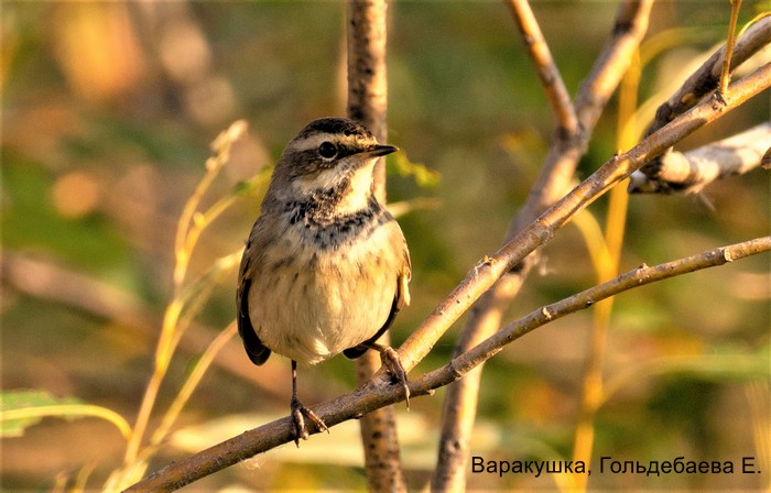 Варакушка, Гольдебаева Е.