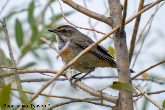 Варакушка, Гунчин Р.