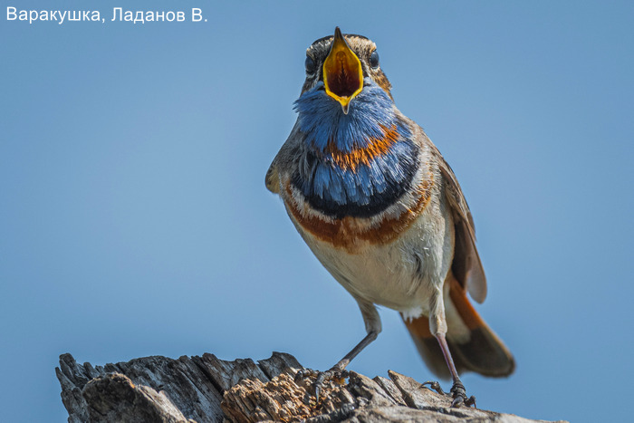 Варакушка, Ладанов В.