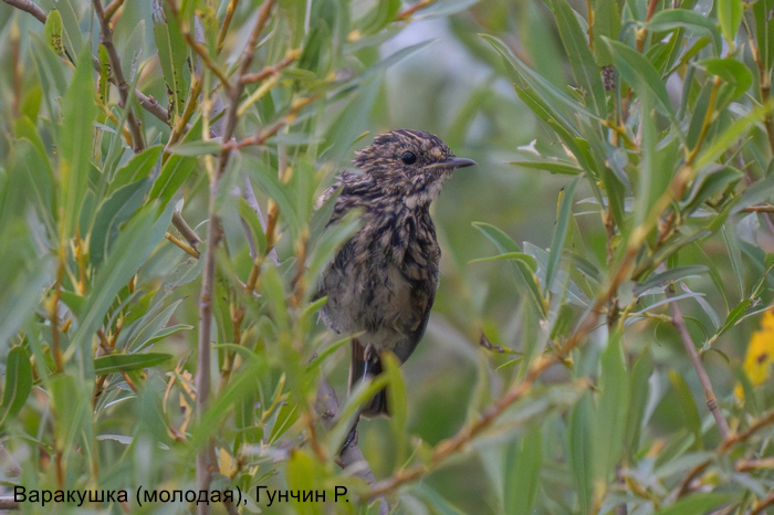 Варакушка (молодая), Гунчин Р.