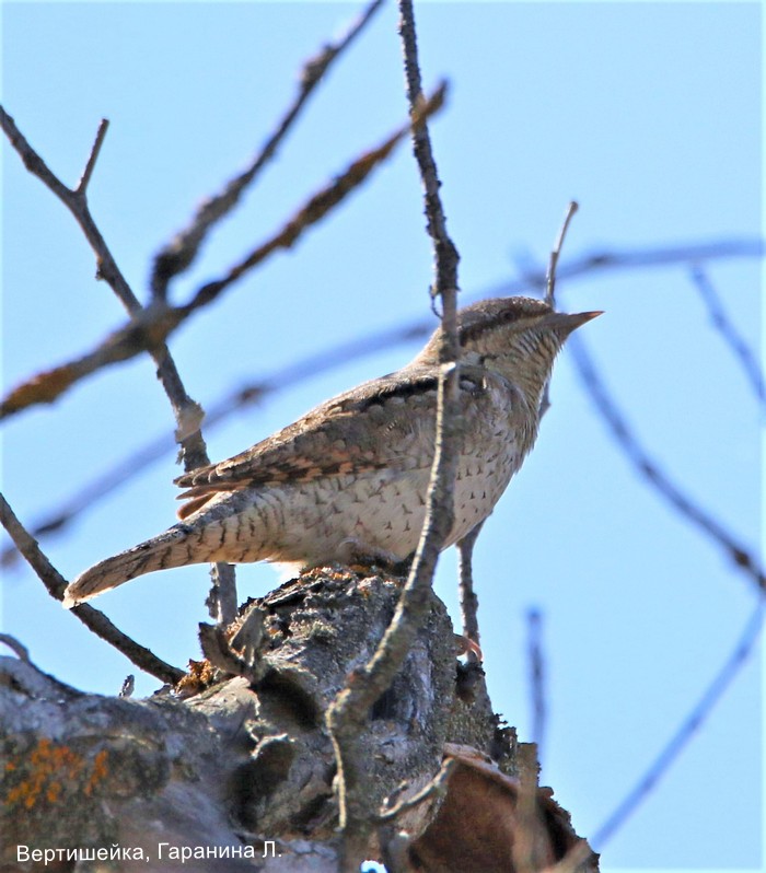 Вертишейка, Гаранина Л.
