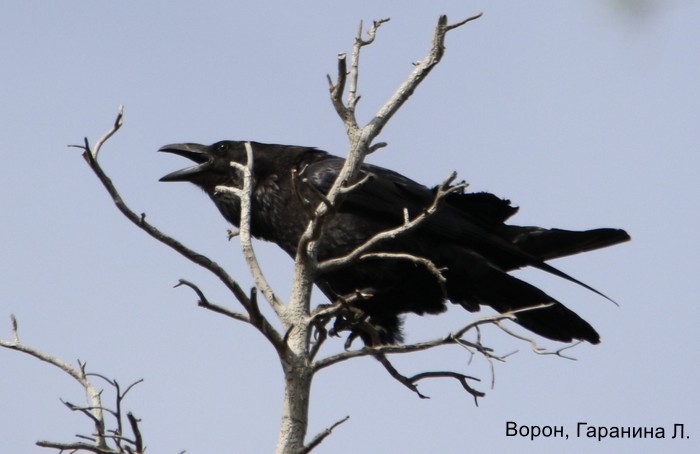Ворон, Гаранина Л.