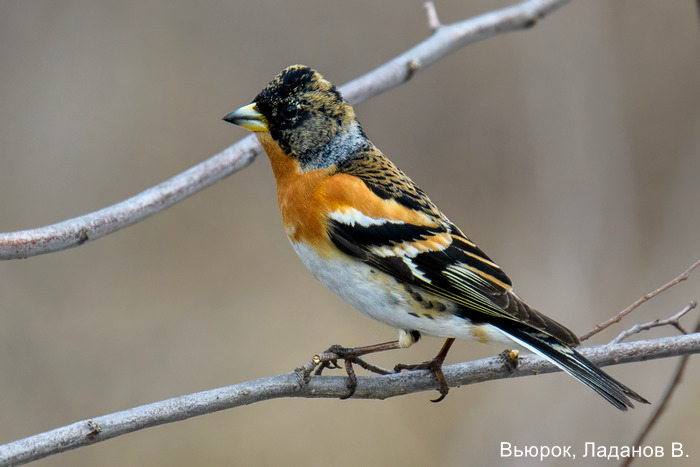 Вьюрок, Ладанов В.