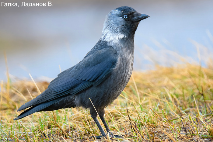 Галка, Ладанов В.