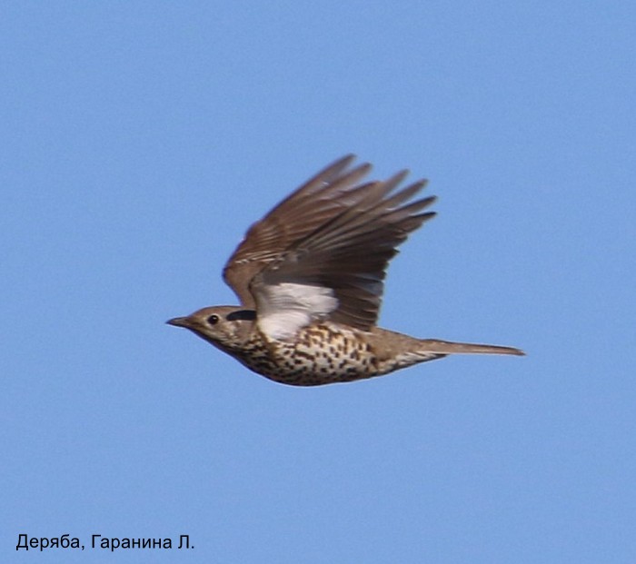 Деряба, Гаранина Л.