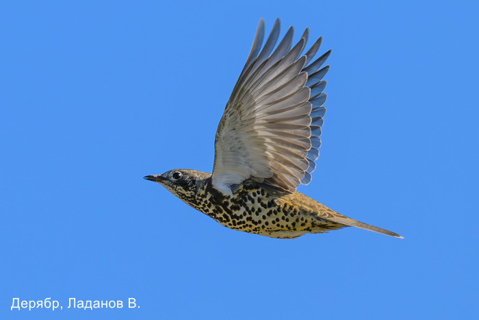 Дерябр, Ладанов В.