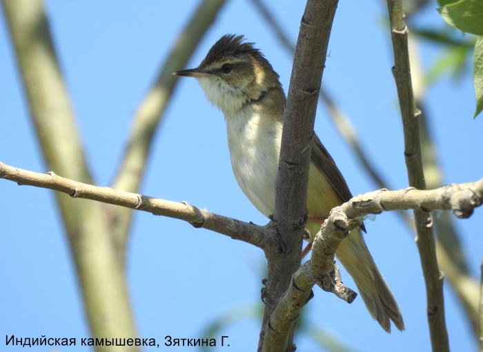 Дроздовидная камышевка, Зяткина Г.