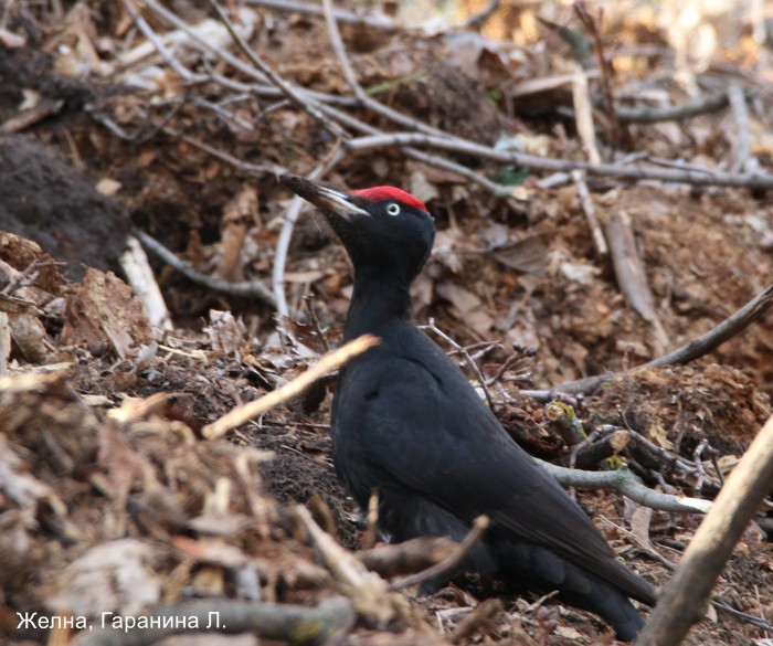 Желна, Гаранина Л.