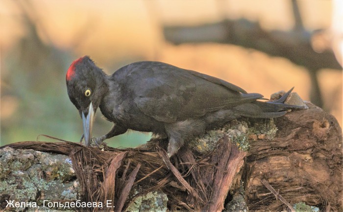 Желна, Гольдебаева Е.