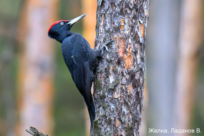 Желна, Ладанов В.