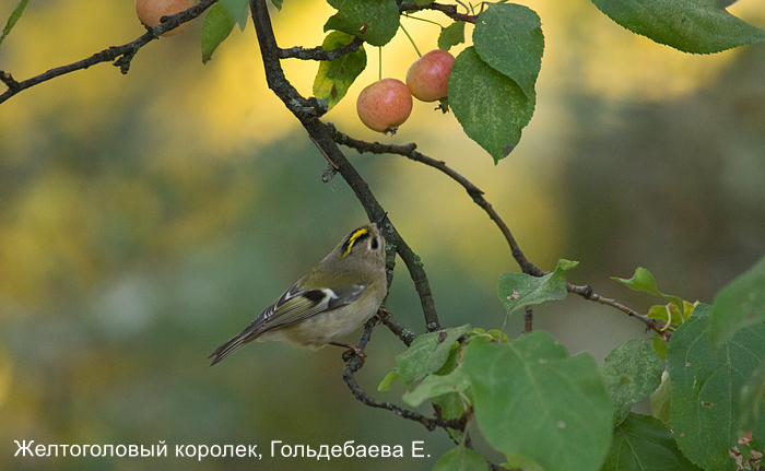 Желтоголовый королек, Гольдебаева Е.