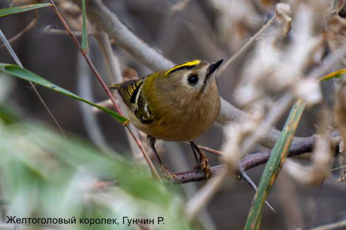 Желтоголовый королек, Гунчин Р.