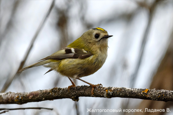 Желтоголовый королек, Ладанов В.