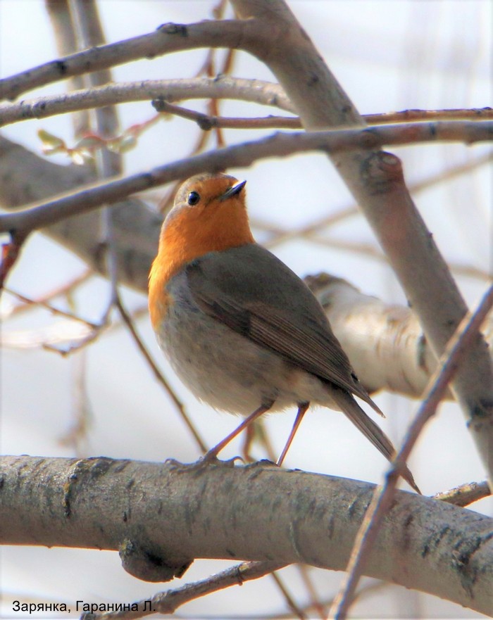 Зарянка, Гаранина Л.