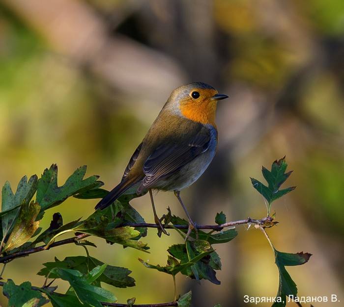 Зарянка, Ладанов В.