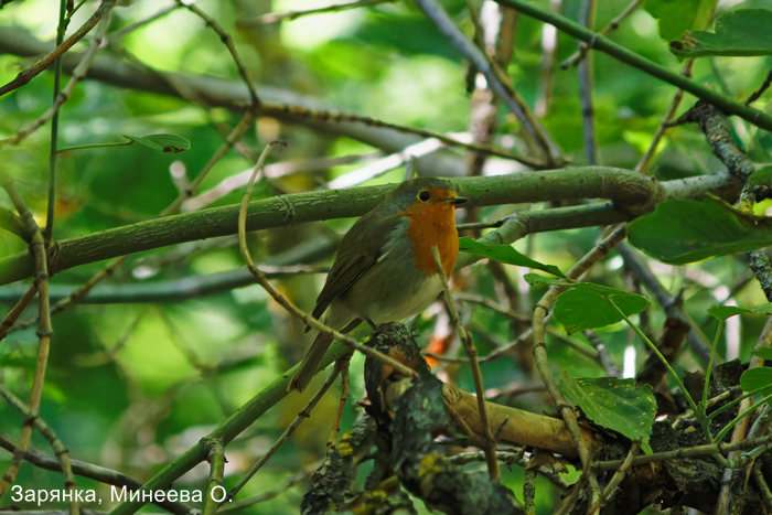 Зарянка, Минеева О.