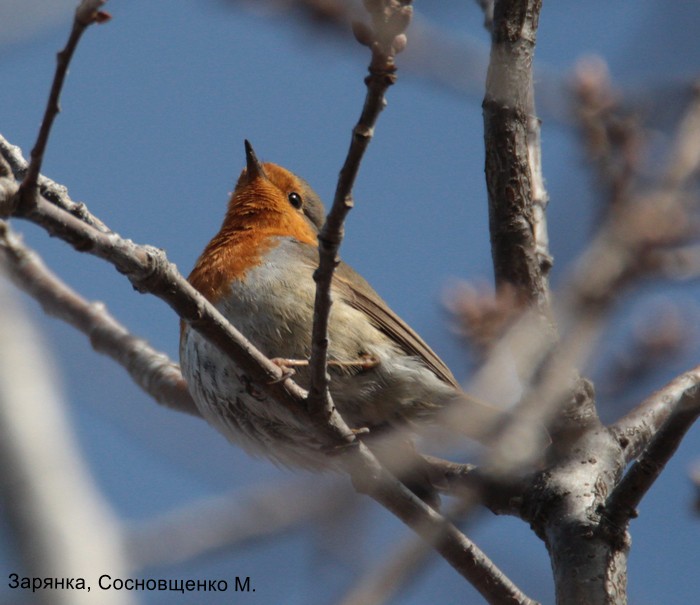 Зарянка, Сосновщенко М.