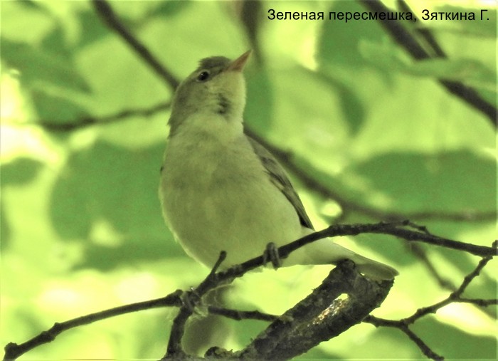 Зеленая пересмешка, Зяткина Г (1)