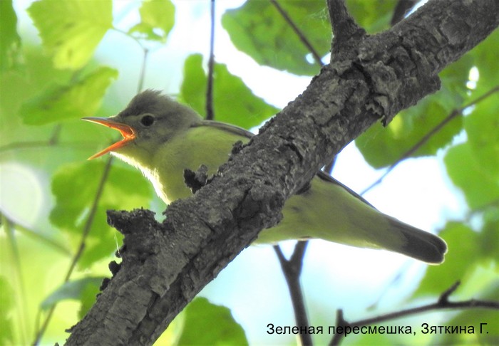Зеленая пересмешка, Зяткина Г (2)